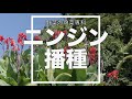 ニンジン 家庭菜園 人参 向陽二号 土作り 播種 Kitchen garden routine vlog