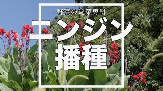 ニンジン 家庭菜園 人参 向陽二号 土作り 播種 Kitchen garden routine vlog