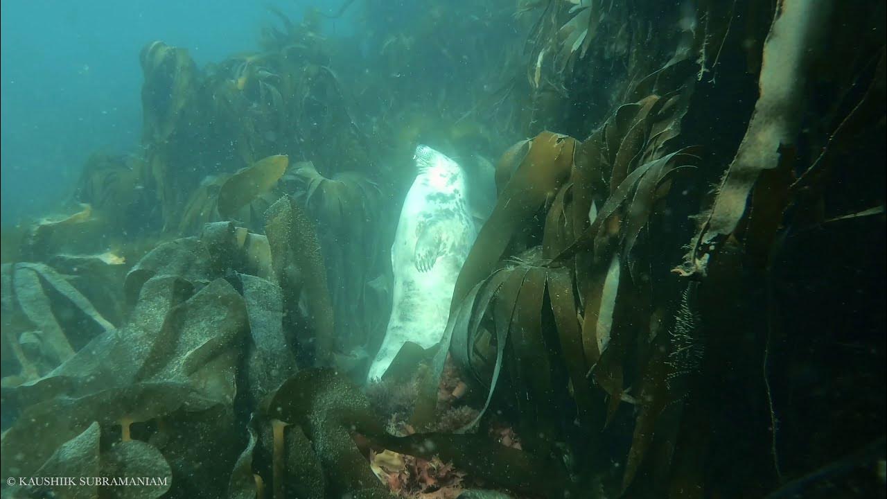 Peaceful Seal Sleeping Underwater 4K Wildlife Footage YouTube