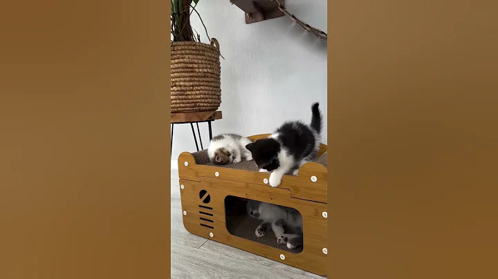 Watch the video about Pure breed British shorthair kittens for adoption #cutekitt #cuteanimal #kitten #catadoption #adopt