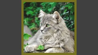 Modish Music for Cutest Kittens