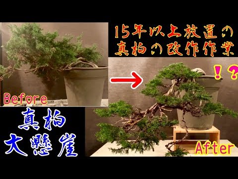 小品盆栽 模様木 コナラ盆栽 真柏盆栽 懸崖 真柏 黒松 赤松 五葉松 3f54a4d21e566b4c9ec475807ed483