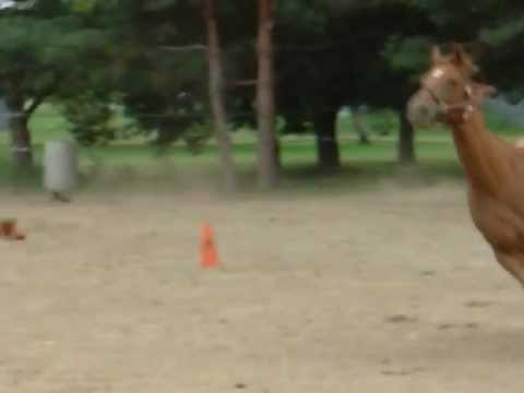 Thoroughbred Galloping