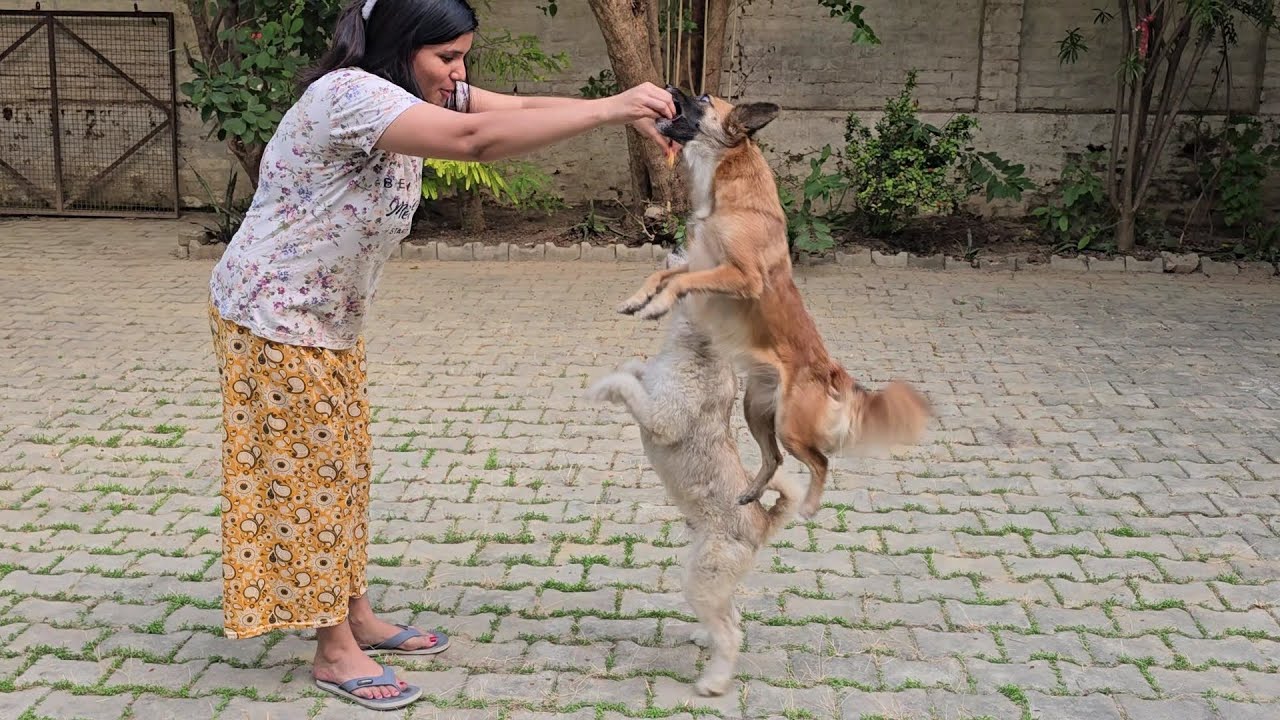 Kutte Ki Awaaz | Dog Barking | Dog Voice | Dog Sound | Dog Barking Sound | Dog | kukur | kutta wala 