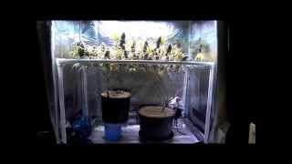 Pissdrunx0420 MarsHydro 144x5 Grow: Week 18 update, Harvest day