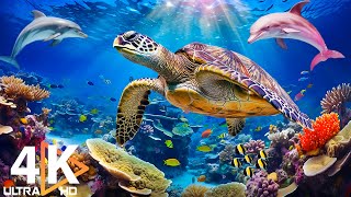 Under Red Sea 4K - Beautiful Coral Reef Fish in Aquarium, Sea Animals for Relaxation - 4K Video #12