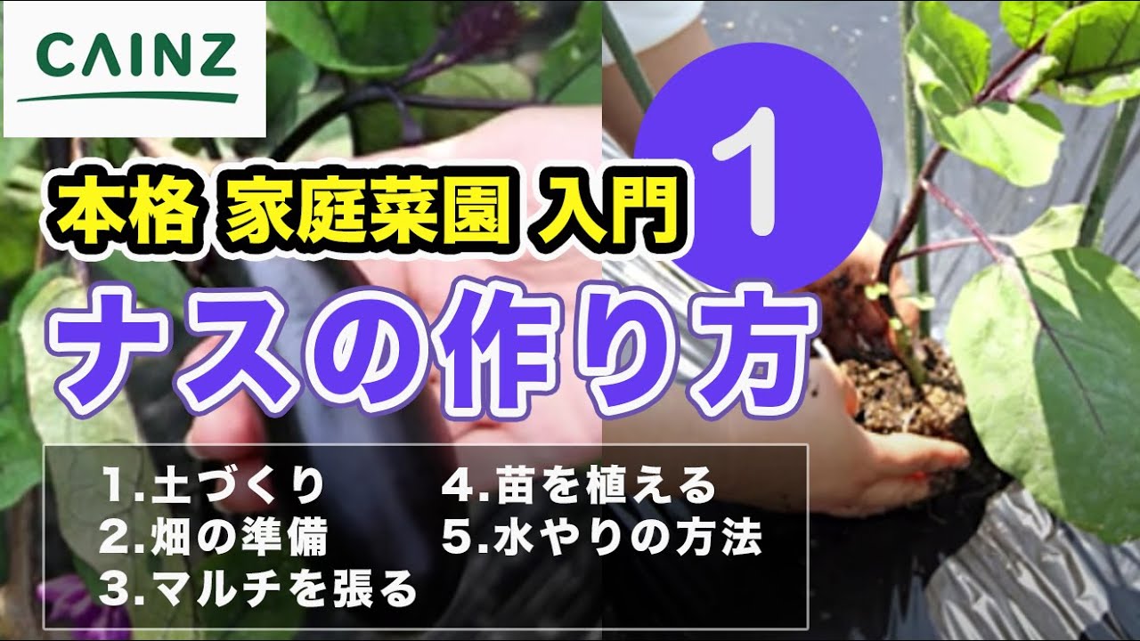 ナスの育て方 初心者向け Vol 1 なすの栽培方法 道具選び 畑 マルチ 苗植え 水やり Youtube