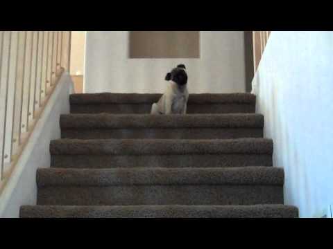 Pug Puppy Hates Walking down Stairs