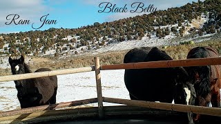 Black Betty, Her Foal, and That New Guy at the Tank Jan 9 2026