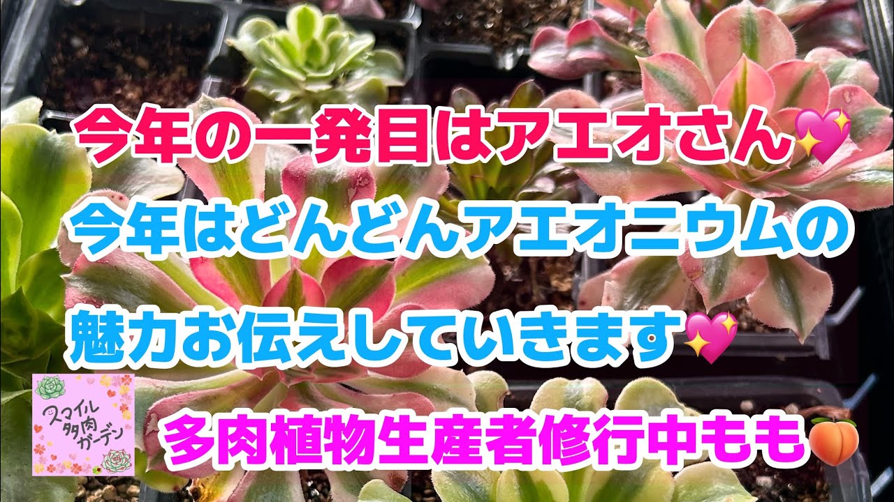 多肉植物】アエオニウムの魅力植え方 - YouTube