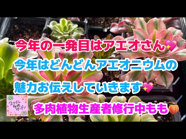 多肉植物】アエオニウムの魅力植え方 - YouTube