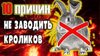 10 причин не заводить кроликов