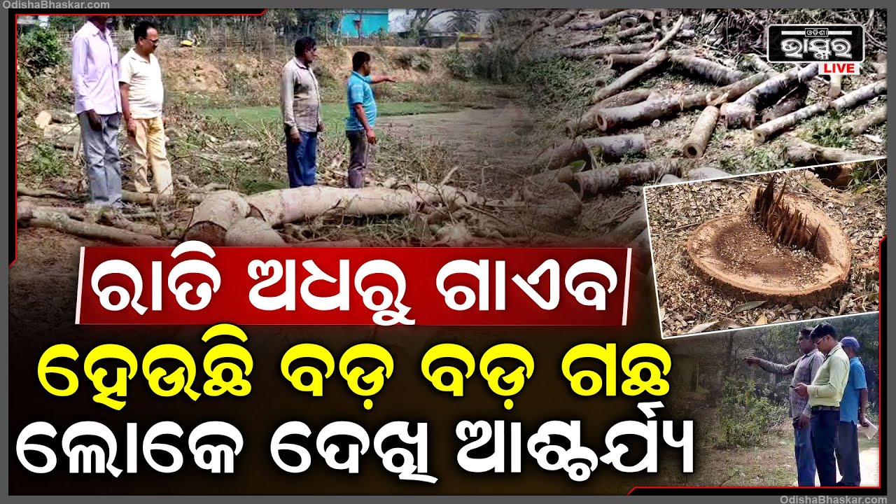 ରାତି ଅଧରେ ସ୍କୁଲ ପଡ଼ିଆରୁ ଗାଏବ ହେଇଗଲା ବଡ଼ ବଡ଼ ଗଛ, ଲୋକେ ଦେଖି କହିଲେ...