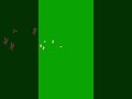 Flying Birds Green Screen 