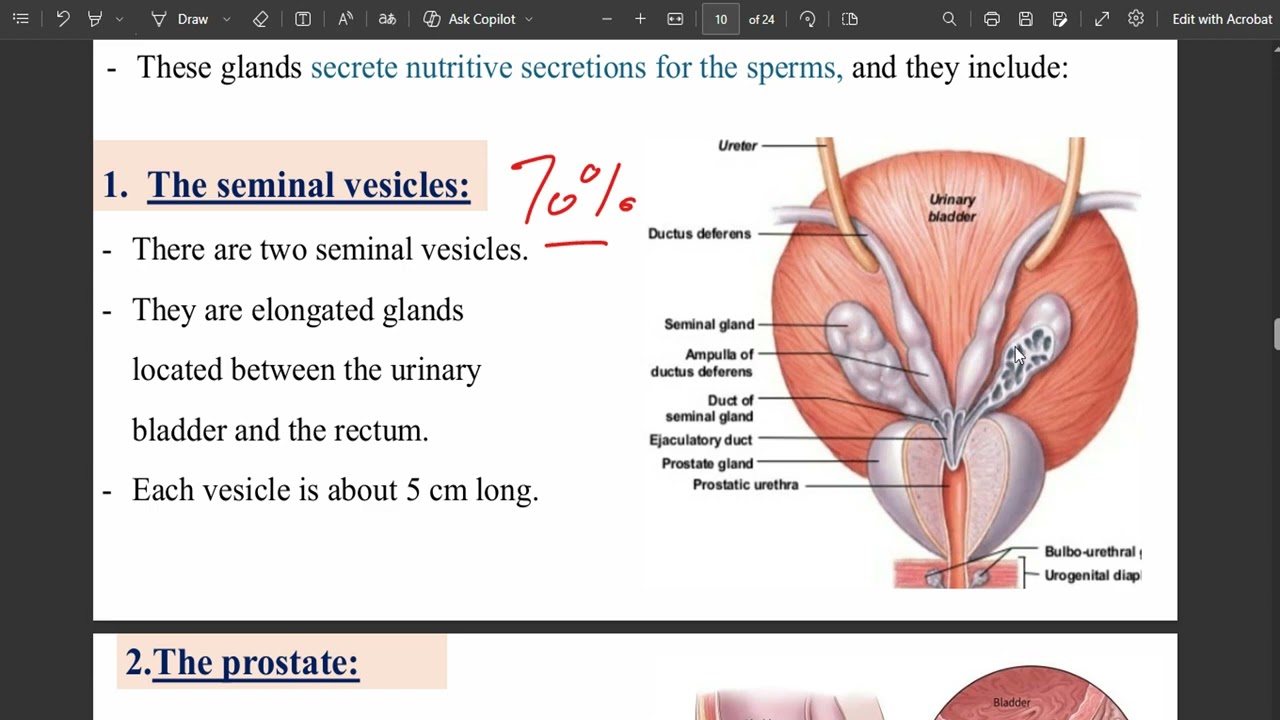 Male and Female Genital Organs
