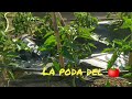 Como hacer la poda del tomate y entutorado🍅