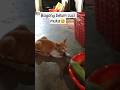 Bagong $ sayuran😀😻#catlover#cat #imut #kucinglucu @IdaHasdar