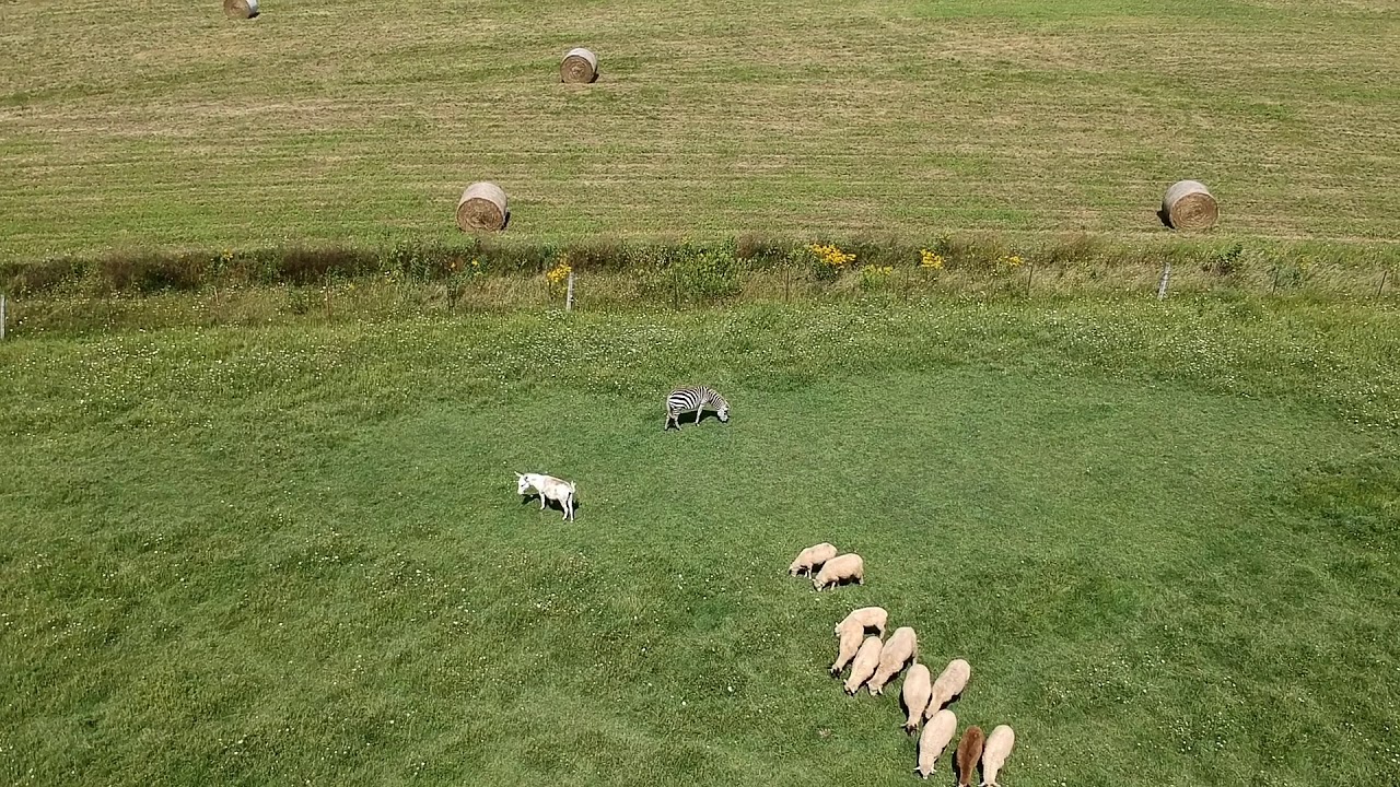 Zebra - Sighting in Rural Northern Illinois