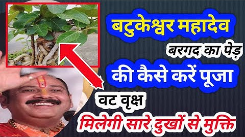 बटुकेश्वर महादेव।batkeshwar mahadev।कर्ज से मुक्ति।बट वृक्ष।कैसे करें शिव की puja।pradeep ji mishra।