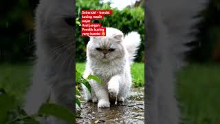 Sound Viral #hiburansegar #cat #kucing
