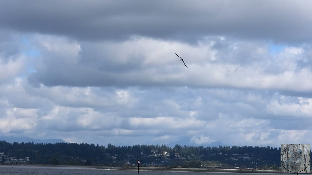 Caspian terns, gulls and herons on a windy day in Surrey BC 🇨🇦