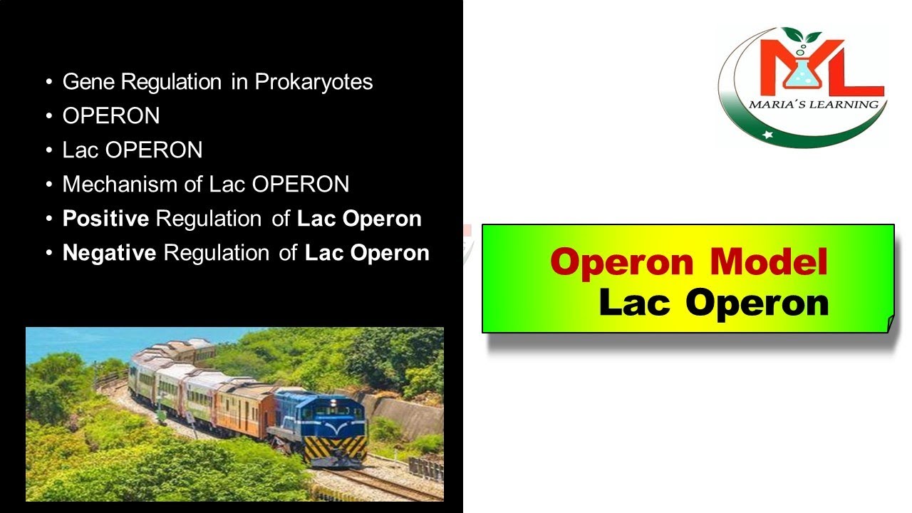 Lac operon | Operon Model | gene regulation in prokaryotes - YouTube
