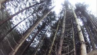treemankyle brashing and felling in the woods