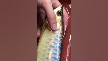 Arowana fish Blue | Cá Rồng Xanh Blue #arowana #shorts #carong #cárồng #subscribe #xuhuong