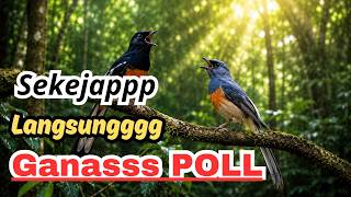 MASTERAN NO.1 2026! Murai Batu Gacor Full Variasi | Audio Super Jernih