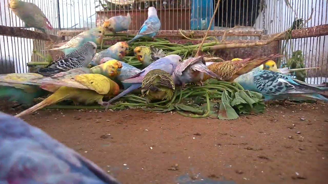 🕵️‍♂️ Surprising Secrets to Instantly Cheer Up Your Bird! 🎭🔍