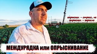 Междурядная культивация или опрыскивание подсолнечника. Экономический порог вредоносности