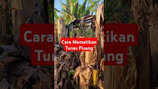 Cara Ampuh Mematikan Tunas / Batang Pisang #pisang #mematikan #tunas #viralvideos #viralshort #fyp