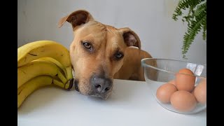 Dog ASMR - DOG EATS RAW EGG Can Dogs Eat Egg Shells