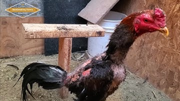 cob phooj ywg tub qaib ej Los cov menyuam | tu qaib nyob sab qaum teb| ไก่ชน | Pakoi | Ganoi