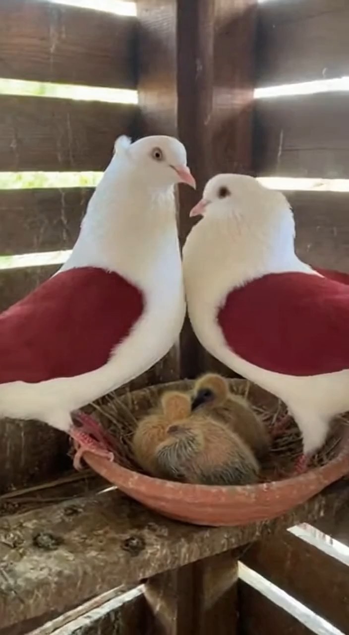 😇My Status - ShareChat