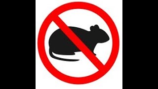 الحل الامثل لمكافحة الفئران