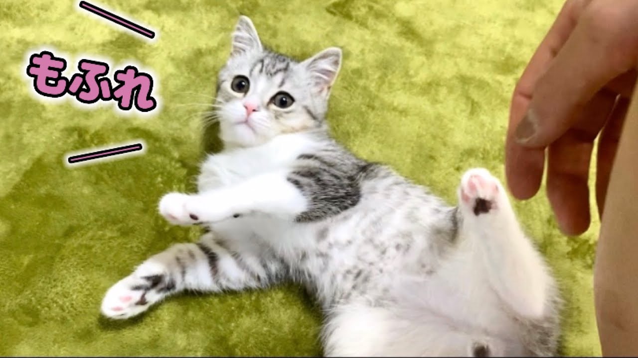 もちまる日記　クリアファイル　スコティッシュフォールド　202511281415 maxresdefault.jpg