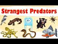 Quiz on the World's Strangest Predators
