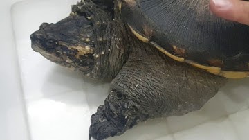 🤩Ngắm nhìn Rùa COMMON SNAP khổng lồ tại Ú Ù PETSHOP