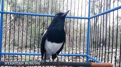 Kacer PIKAT GACOR Memanggil Kacer Lain, cocok buat PANCINGAN  - Durasi: 11:52. 