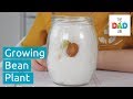 How To Grow A Bean Plant In A Jar Fun Kids Science Experiment