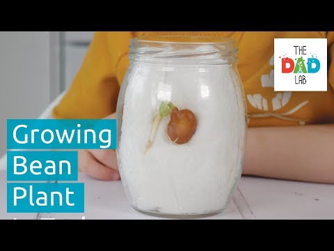 How To Grow A Bean Plant In A Jar? | Fun Kids Science Experiment