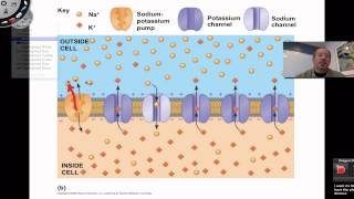 Resting Membrane Potential