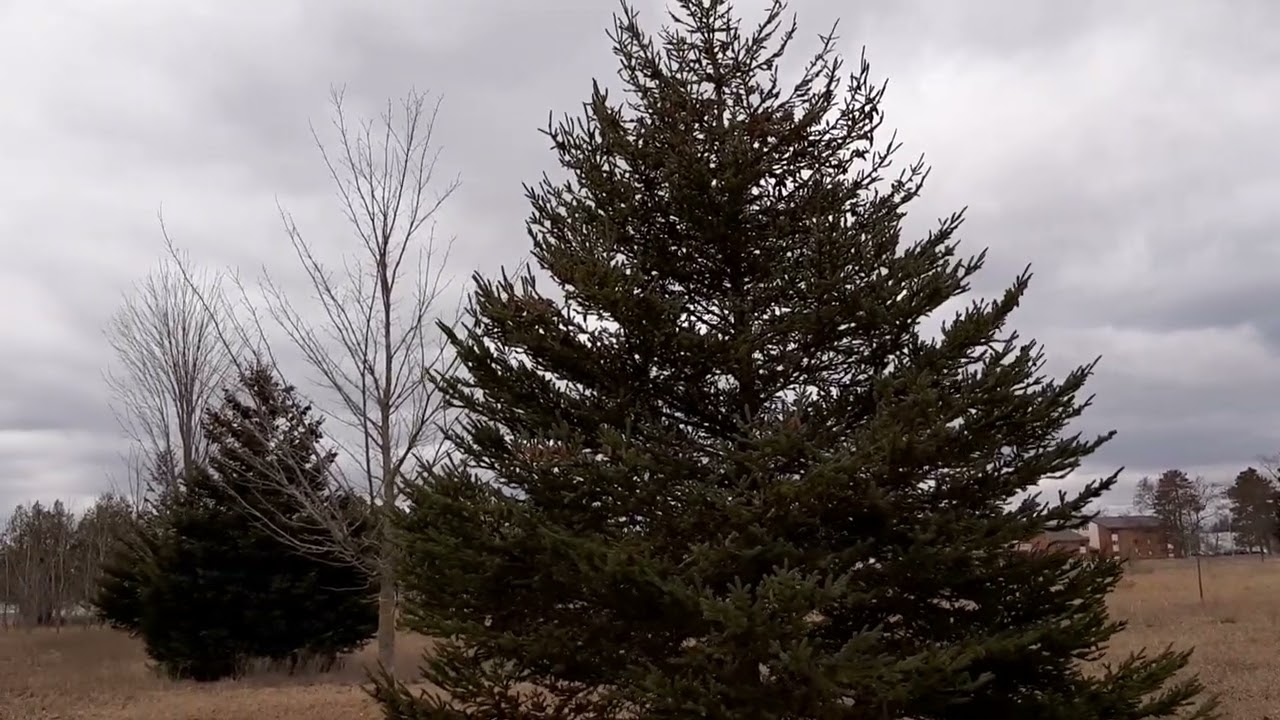 CFB Borden between Canex and Tank Park