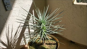 Growing Joshua Trees from Seeds, Years 4.9-5.6