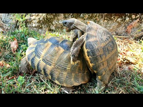 Βίντεο: Οι αιχμάλωτες χελώνες πέφτουν σε χειμερία νάρκη;