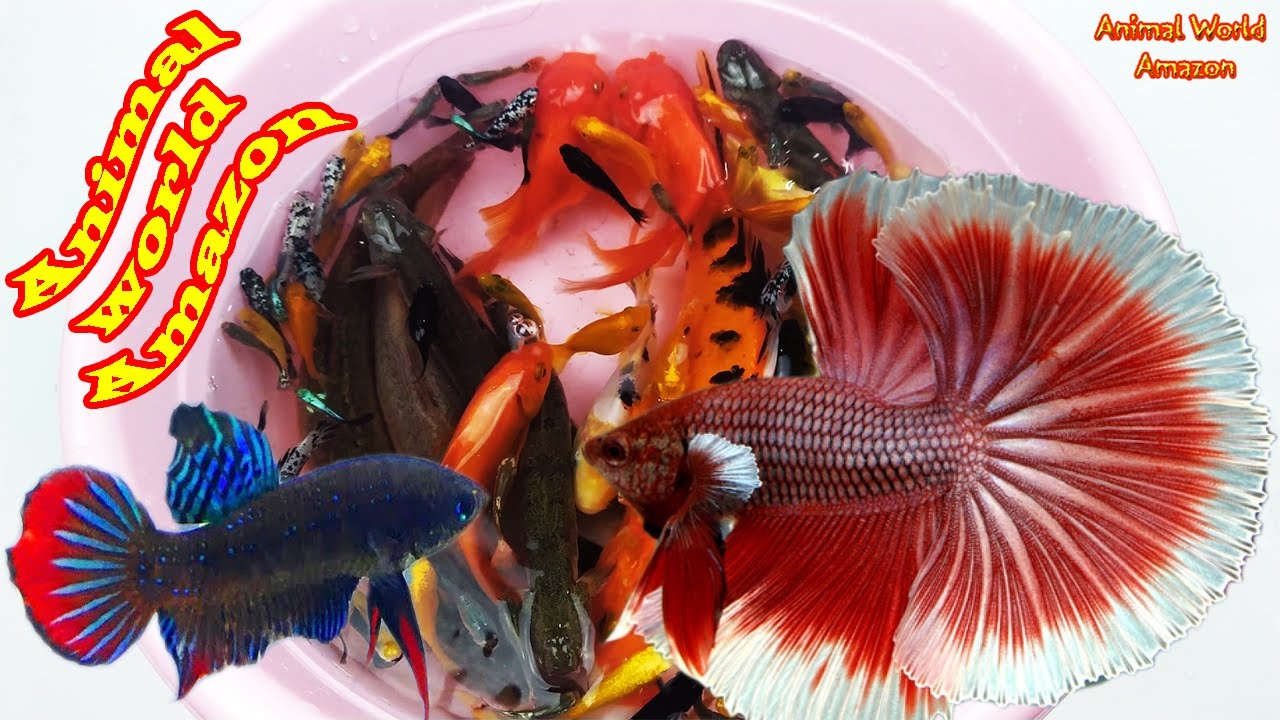 Big Python Cute Baby Ranchu Goldfish Molly Ping Pong Angelfish Cichlid Koi Carp Fish animals Video 6