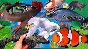 Bắt được cá cảnh đẹp trong ao nhỏ, cá koi, cá vàng, cá chép, cá nemo, bạch tuộc biển