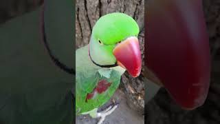 Amazing parrots feel great at crowded and noisy  place without any cage! by Lucy Ivans Homestead 1,459 views 7 months ago 2 minutes, 50 seconds