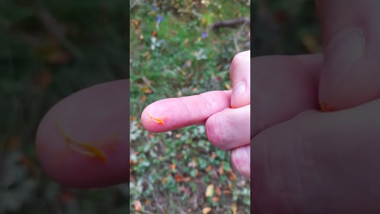 Шафран - самая дорогая в мире специя добывается из крокусов. Сейчас они цветут в Крыму